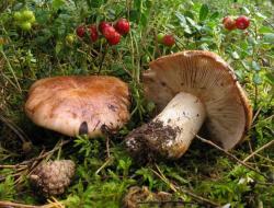 Рядовки: вкуснейшие рецепты приготовления и советы по выбору правильных грибов Как закрывать грибы тополиные рядовки